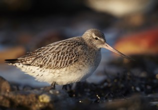 Bar-tailed Godwit (Limosa lapponica) foraging, Schleswig-Holstein, Germany