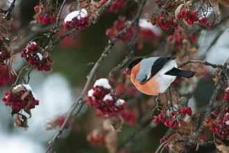 Eurasian Bullfinch (Pyrrhula pyrrhula) male, Switzerland