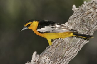 Bullock's Oriole (Icterus bullockii), Arizona, USA
