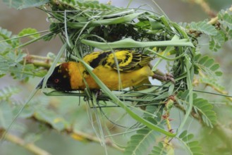 Black-headed Weaver (Ploceus melanocephalus) male builds a nest, Uganda