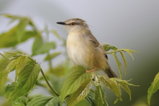 Tawny-flanked Prinia (Prinia subflava), Uganda