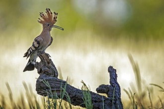 Eurasian Hoopoe (Upupa epops) with food in beak, Saxony-Anhalt, Germany