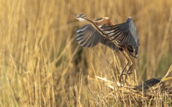 Purpurreiher (Ardea purpurea)