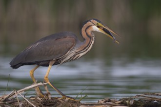 Purple Heron (Ardea purpurea) with fish prey in beak, Subotica, Serbia