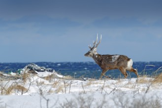 Hokkaido sika deer, Cervus nippon yesoensis, in snow meadow, blue sea with waves in background.