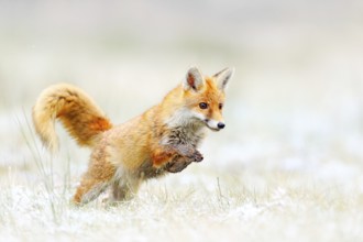 Red Fox jumping, Vulpes vulpes, wildlife scene from Europe. Orange fur coat animal hunting in the