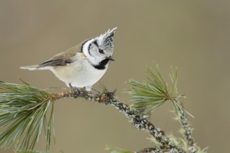 European Crested Tit (Lophophanes cristatus), Switzerland