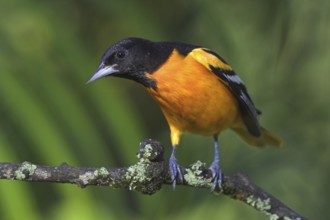 Baltimore Oriole (Icterus galbula) male, Costa Rica