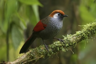 Red-tailed Laughingthrush (Trochalopteron milnei) perched on a log, Ngoc Linh, Vietnam