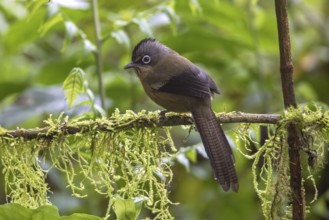 Black-crowned Barwing (Actinodura sodangorum) perched on a branch, Ngoc Linh, Vietnam