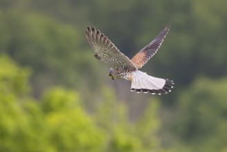 Common Kestrel (Falco tinnunculus) male flying, Hesse, Germany