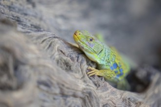 Ocellated Lizard (Timon lepidus) adult on a tree trunk, Spain