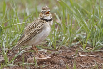 Bimaculated Lark (Melanocorypha bimaculata), Nigde, Turkey