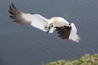Northern Gannet (Morus bassanus) flying with nesting material, Schleswig-Holstein, Germany
