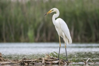 Great Egret (Ardea alba) foraging, Subotica, Serbia