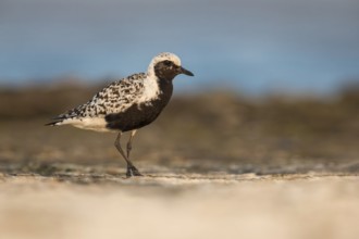 Grey Plover (Pluvialis squatarola), Poland