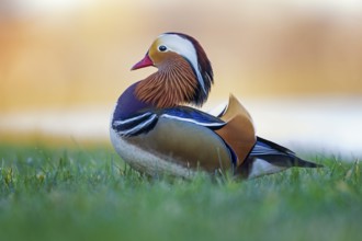 Mandarin Duck (Aix galericulata) male, Saxony-Anhalt, Germany