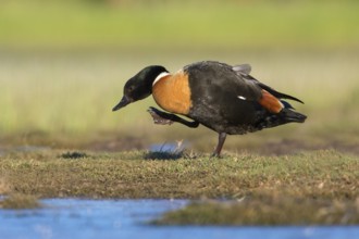 Australian Shelduck (Tadorna tadornoides) male, Victoria, Australia