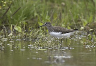 Green Sandpiper (Tringa ochropus), Mecklenburg-Western Pomerania, Germany