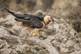 Bearded Vulture (Gypaetus barbatus), Catalonia, Spain