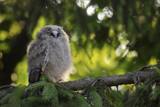 Long-eared Owl (Asio otus) juvenile perched on a branch, North Rhine-Westphalia, Germany