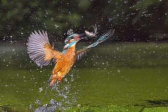 Common Kingfisher (Alcedo atthis) male fishing, Lower Saxony, Germany