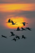 Common Crane (Grus grus) flying, Mecklenburg-Western Pomerania, Germany