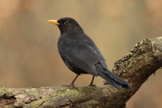 Common Blackbird (Turdus merula) male, Utrecht, Netherlands