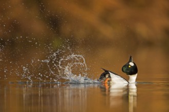 Common Goldeneye (Bucephala clangula) male displaying, Saxony-Anhalt, Germany