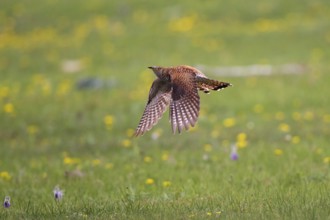 Common Cuckoo (Cuculus canorus) female flying, Lake Hovsgol, Mongolia