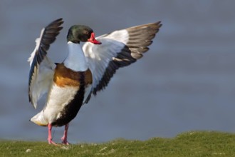 Common Shelduck (Tadorna tadorna) male, Texel, Netherlands