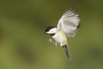 Carolina Chickadee (Poecile carolinensis) flying, Texas, USA