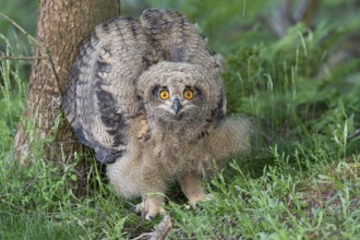 Eurasian Eagle-Owl (Bubo bubo) juvenile, Lower Saxony, Germany