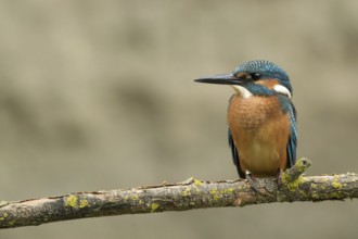 Ijsvogel juvenile man, Kingfisher juvenile male