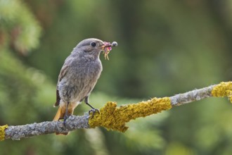 Black Redstart (Phoenicurus ochruros) female with insect prey in beak, Bavaria, Germany