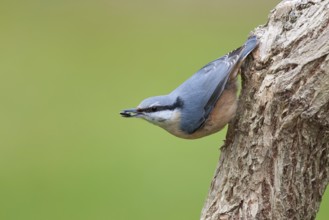 Eurasian Nuthatch (Sitta europaea), Berlin, Germany