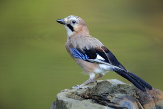 Eurasian Jay (Garrulus glandarius), Andalusia, Spain