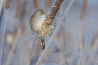 Bearded Reedling (Panurus biarmicus) female feeding on cattail seed, Thuringia, Germany