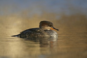 Hooded Merganser (Lophodytes cucullatus) juvenile, Ohio, USA