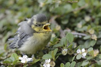 Eurasian Blue Tit (Cyanistes caeruleus) juvenile, Lower Saxony, Germany
