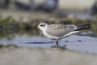 Gull-billed Tern (Gelochelidon nilotica) juvenile, Castile-La Mancha, Spain