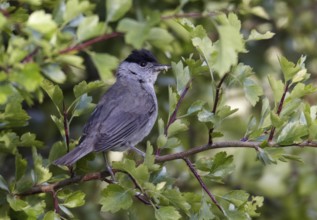 Eurasian Blackcap (Sylvia atricapilla) male, Mecklenburg-Western Pomerania, Germany