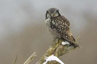 Northern Hawk-Owl (Surnia ulula), Ontario, Canada