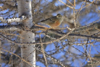 Alpine Accentor (Prunella collaris), Carinthia, Austria