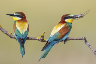 European Bee-eater (Merops apiaster) pair perched on a branch, Lesvos, Greece