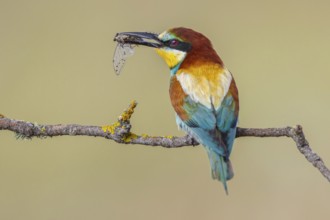 European Bee-eater (Merops apiaster) perched on a branch with an insect in its beak, Lesvos, Greece