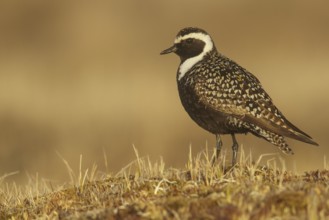 American Golden-Plover (Pluvialis dominica) feeding on the tundra in Northern Alaska