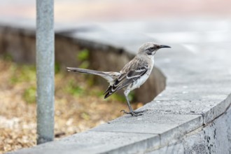 Mockingbirds (Mimidae), San Cristobal, Galapagos, Ecuador