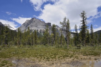 Forest and mountains on the shore of Emerald Lake, Yoho National Park, British Columbia, Canada