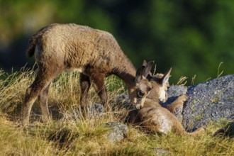 Two young chamois kneeling next to another deer, both on a grassy plain with rocks, chamois,